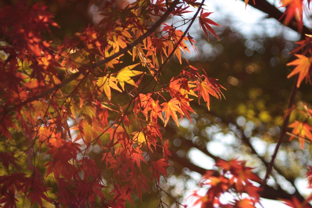 紅葉してきた！