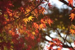 紅葉してきた！