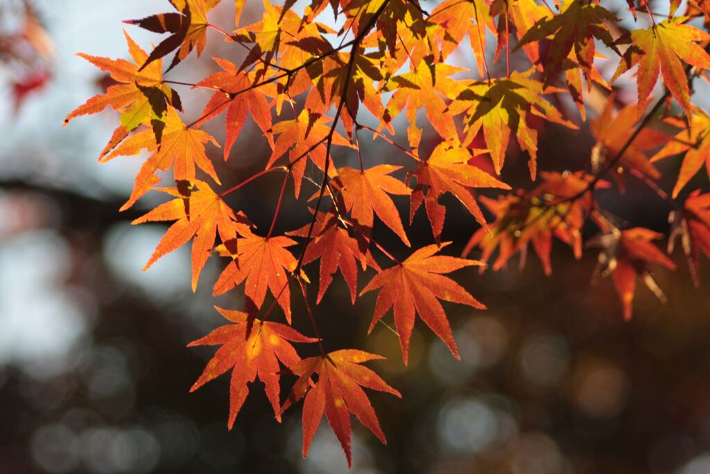 紅葉してきた！