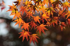 紅葉してきた！