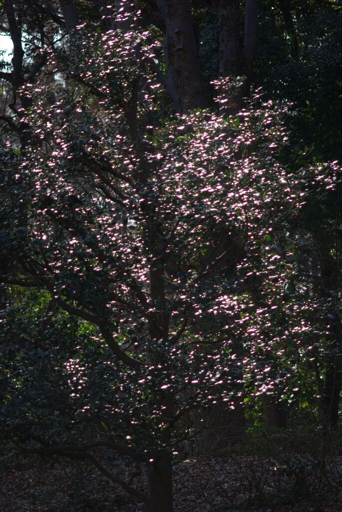 冬の公園の午後_日中のイルミネーション