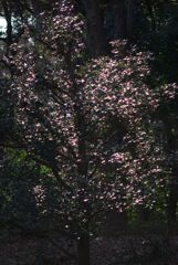 冬の公園の午後_日中のイルミネーション