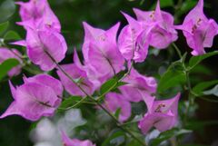 ブーゲンビリア