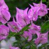 ブーゲンビリア