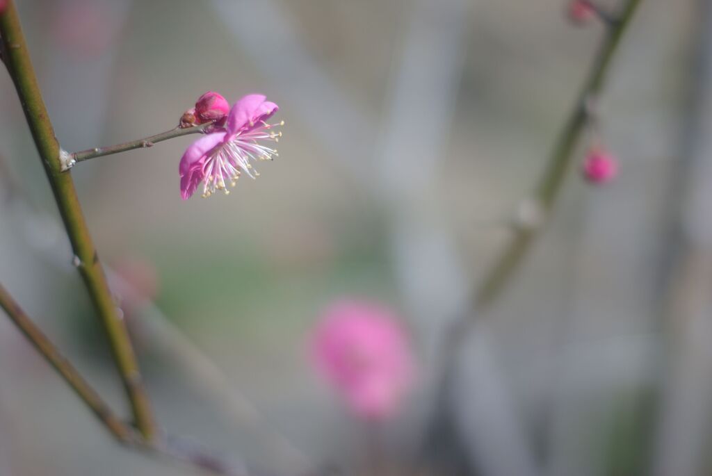 冬の公園の午後_紅梅