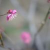 冬の公園の午後_紅梅