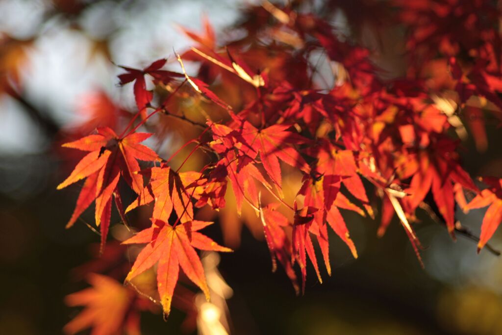 紅葉してきた！