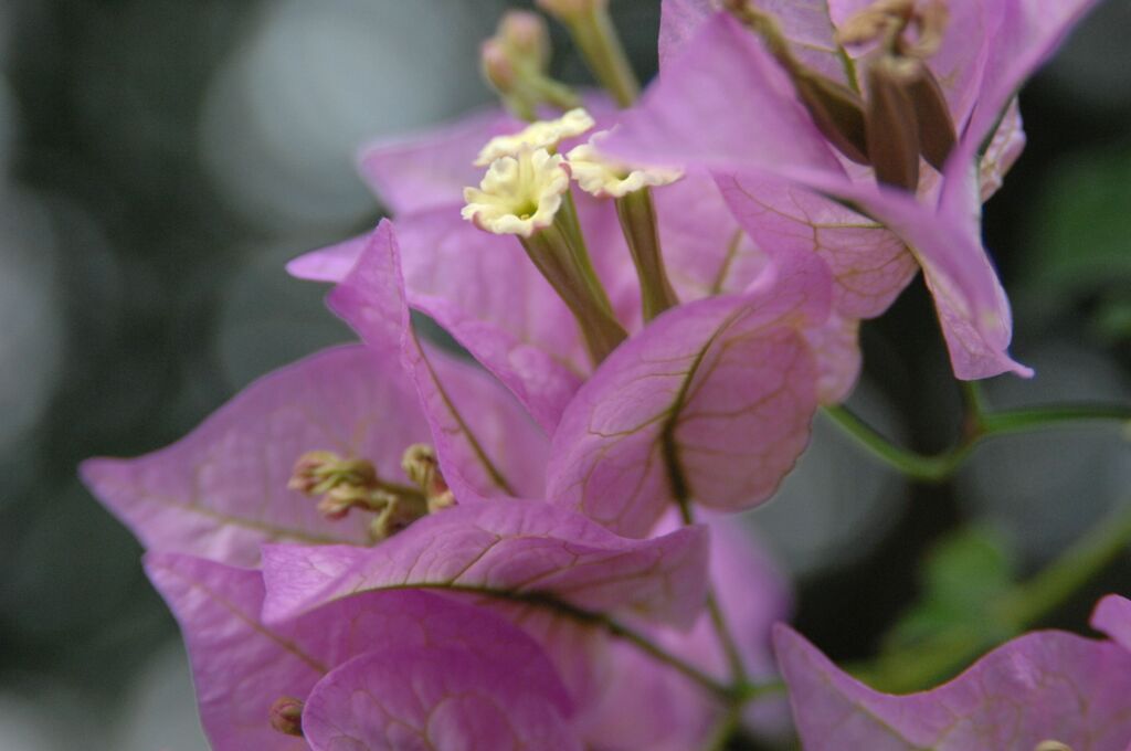 ブーゲンリレア