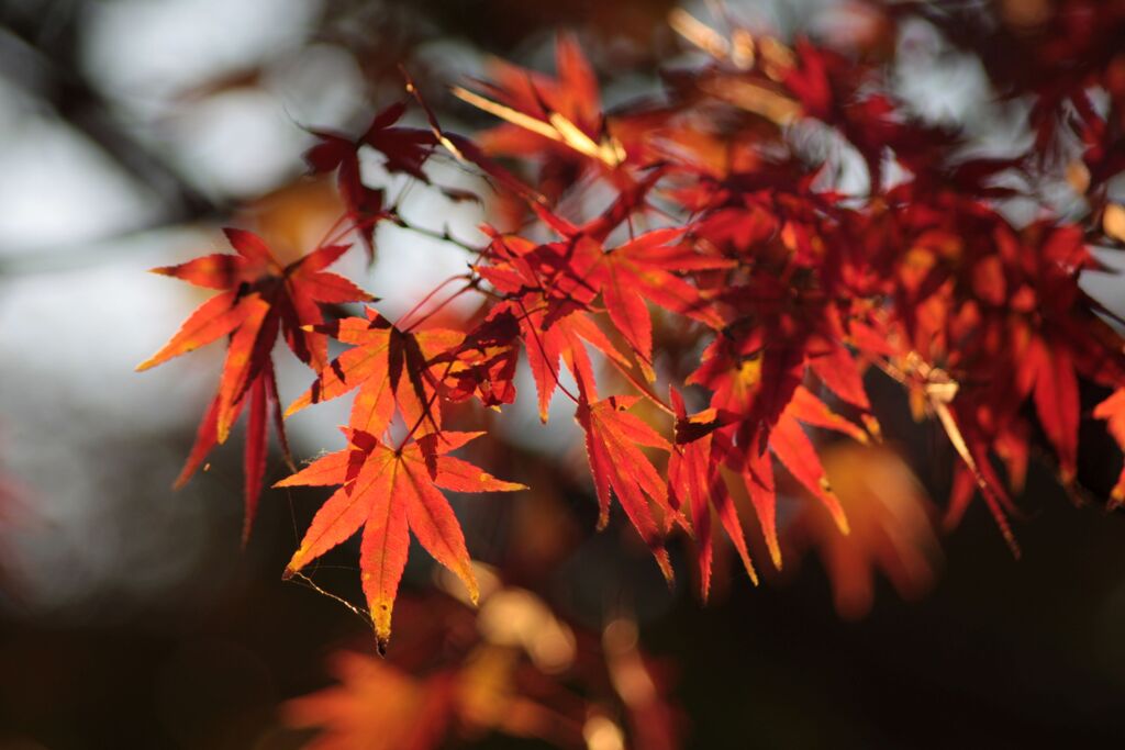 紅葉してきた！