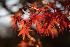 紅葉してきた！