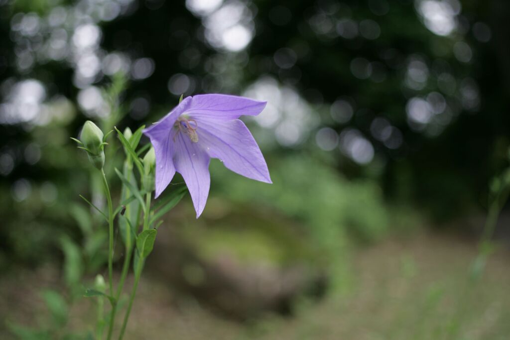 栃木県中央公園No11