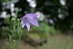 栃木県中央公園No11