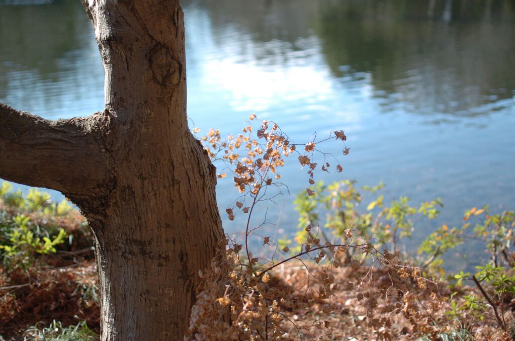 冬　池のほとり