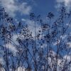冬の空とサルズベリ