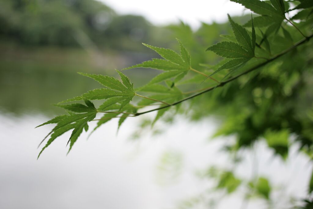 栃木県中央公園No08