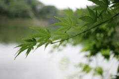 栃木県中央公園No08
