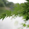 栃木県中央公園No08