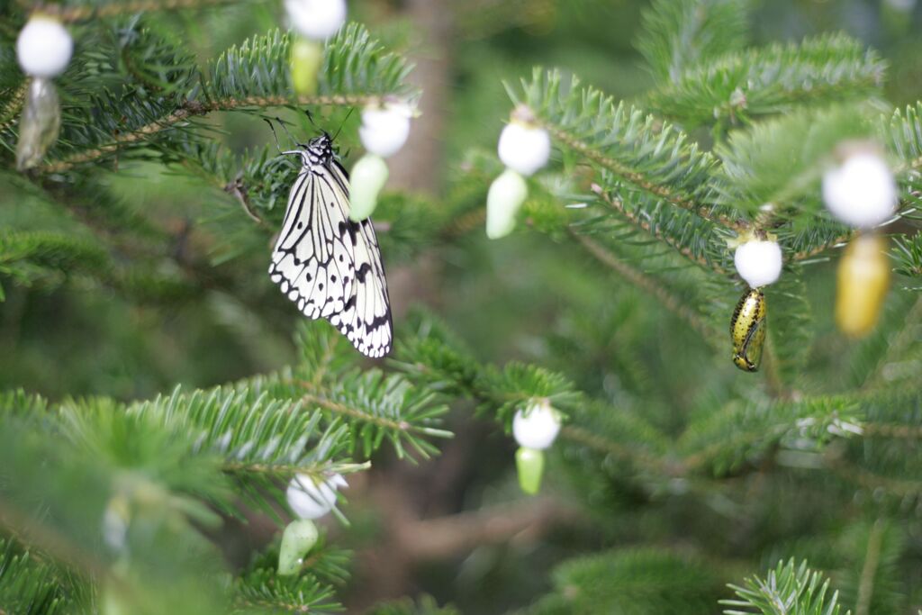 黄金のさなぎとてふてふ
