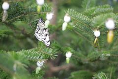 黄金のさなぎとてふてふ