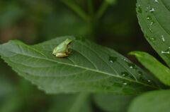 あまがえる