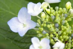 あじさいです。