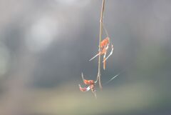 冬の公園の午後_点景