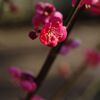 紅梅
