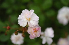 これ、ばらです。