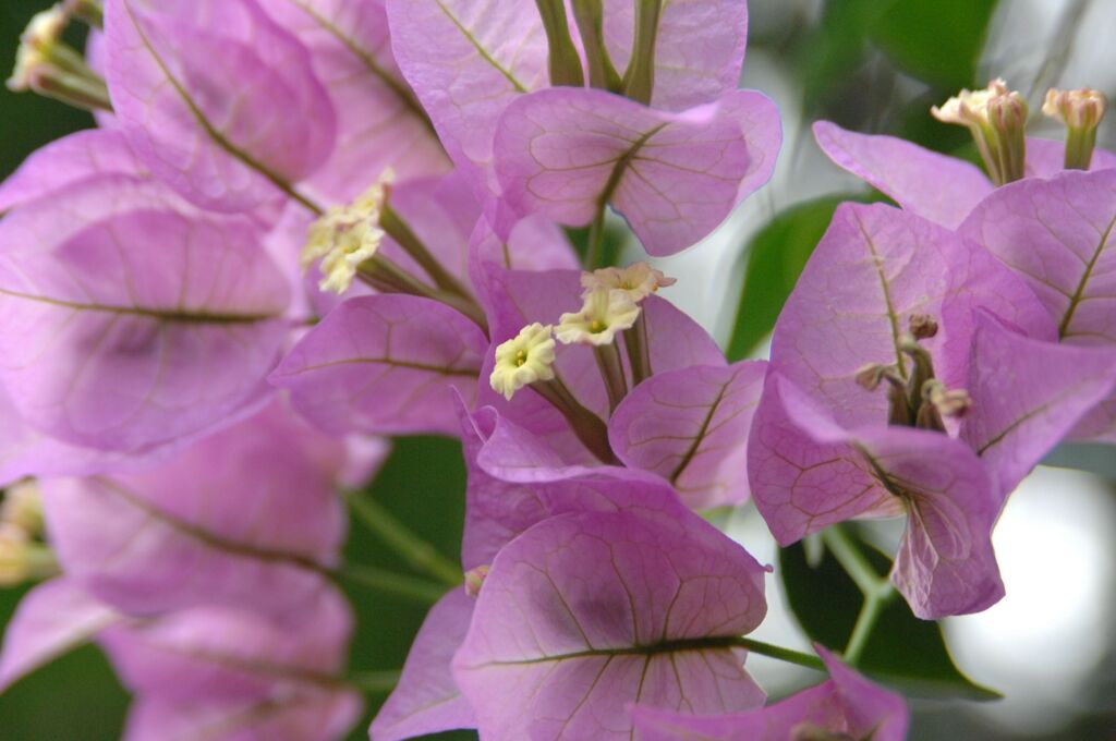 ブーゲンリレア