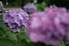 栃木県中央公園No03