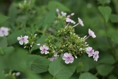 栃木県中央公園