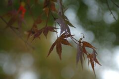 まだ紅葉していないなぁ