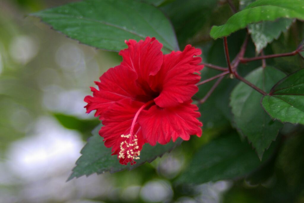 ハイビスカス