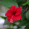 ハイビスカス