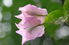 ブーゲンリレア