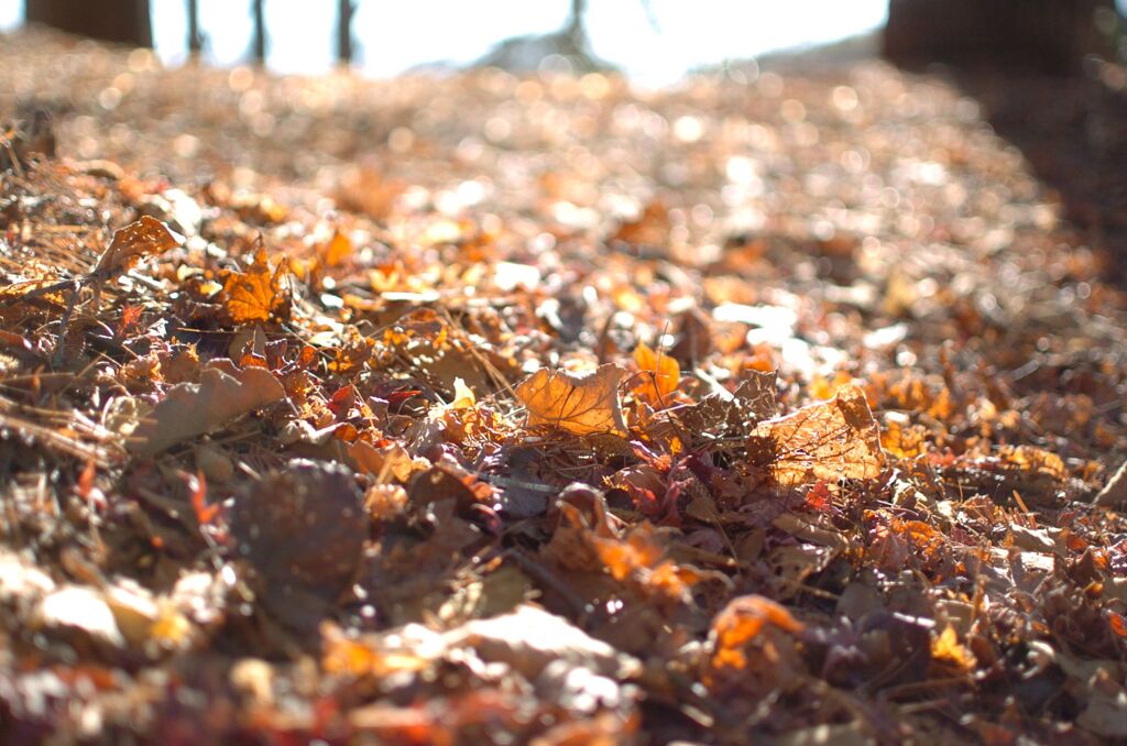 冬　落ち葉