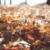 冬　落ち葉