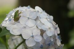 あまがえる