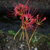 曼殊沙華