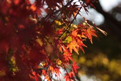 紅葉してきた！