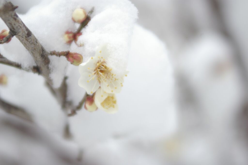 雪と白梅