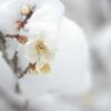 雪と白梅