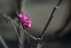 冬の公園の午後_紅梅