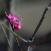 冬の公園の午後_紅梅
