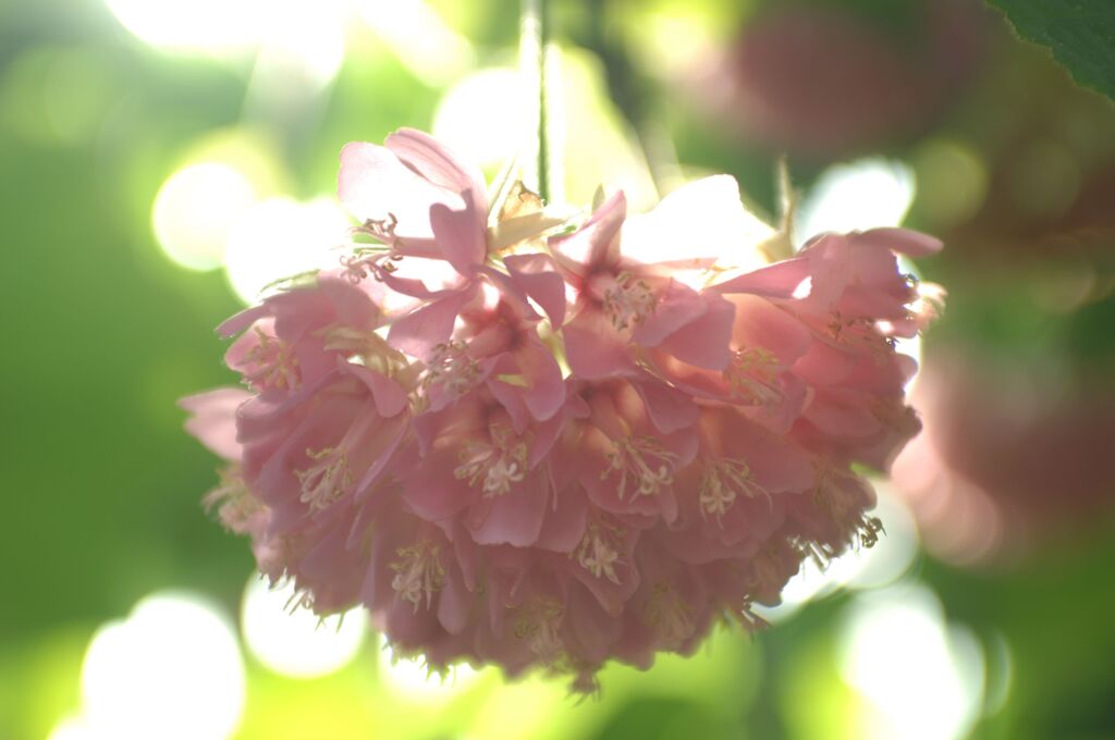 冬の日の温室にて