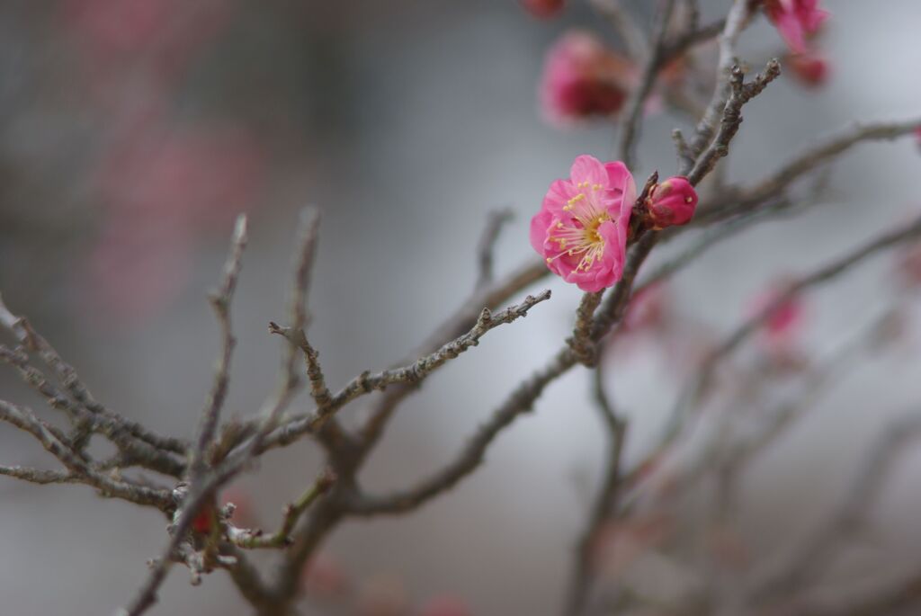 紅梅