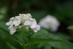 あじさい