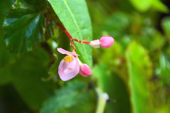 花ちょう遊館にて