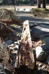朽ちた木