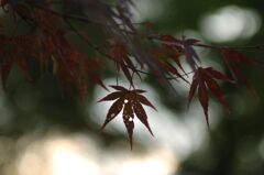 まだ紅葉していないなぁ